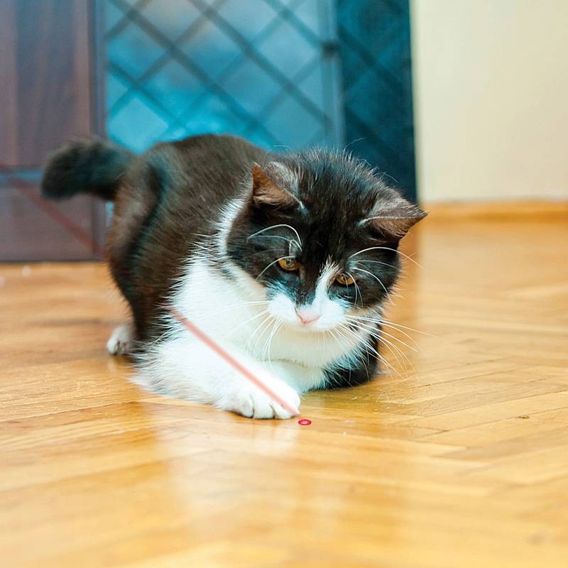 KONG Laser