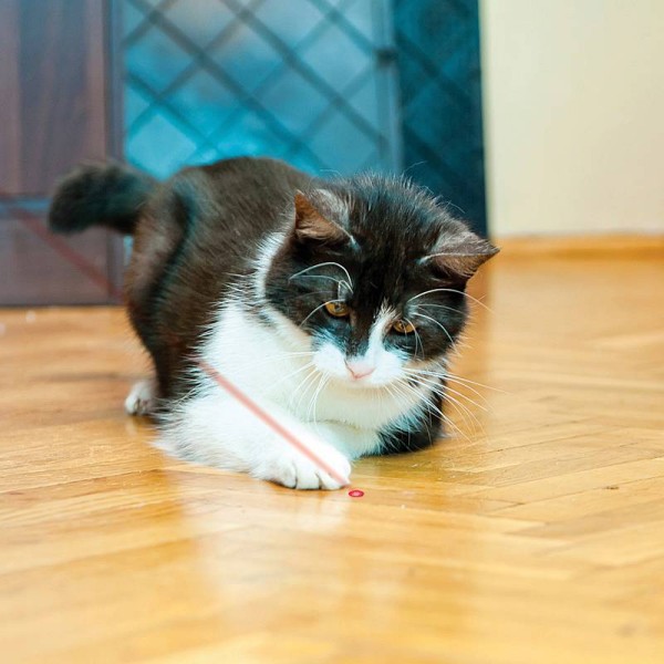 KONG Laser