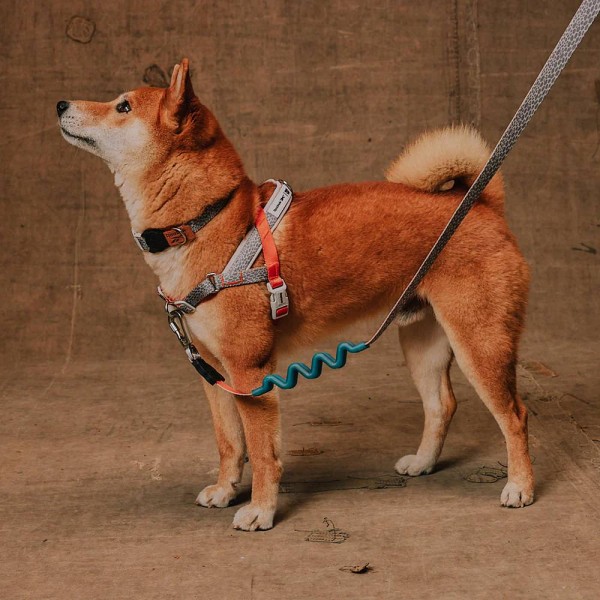 Zee.Dog Softer Walk oprsnica Suede