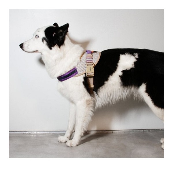 Zee.Dog Flyharness oprsnica ACG