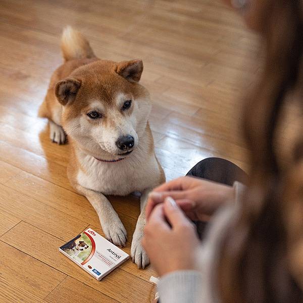 Vetz Petz Antinol za pse