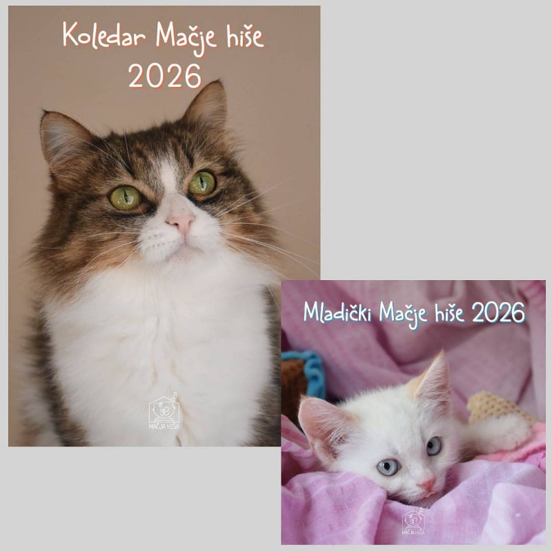 Komplet koledarjev Mačje hiše