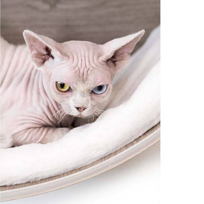 Petrebels Oval Office 60