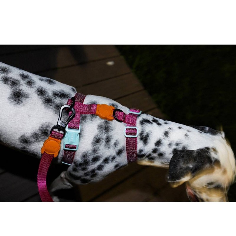 Zee.Dog H oprsnica Nox Sidus