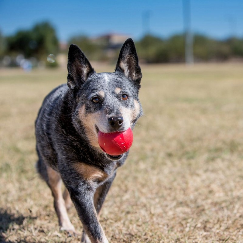 KONG Ball wHole