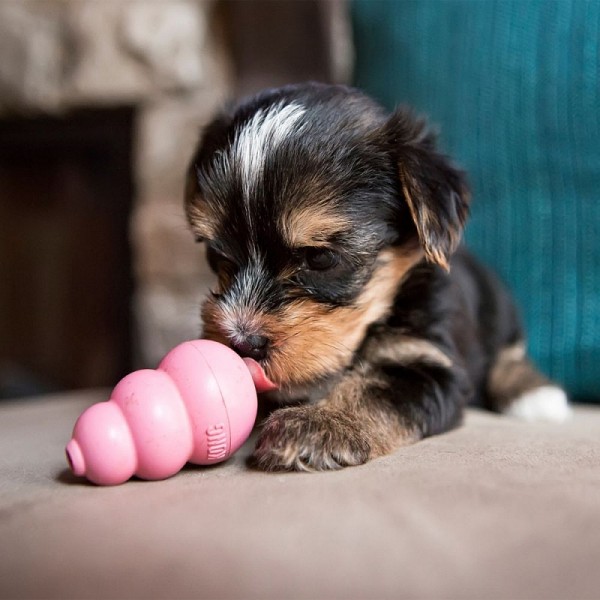 KONG Puppy