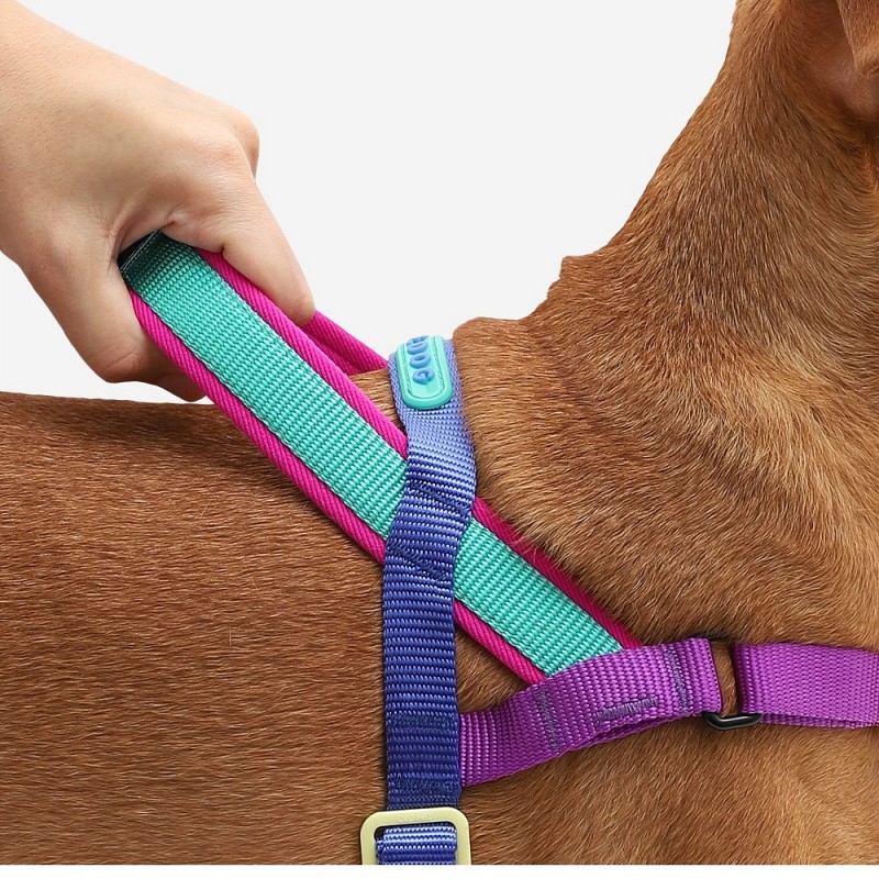 Zee.Dog Softer Walk oprsnica Shockwave